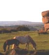 Dartmoor Nationalpark